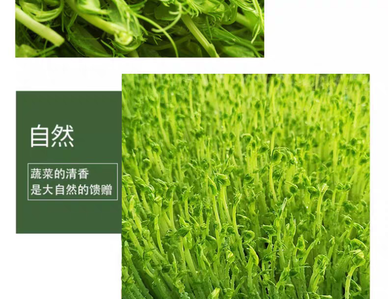 水培麻豌豆苗，大量上市，可视频看货，量大从优
