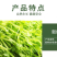 水培麻豌豆苗，大量上市，可视频看货，量大从优