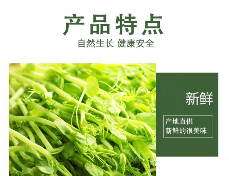 水培麻豌豆苗，大量上市，可视频看货，量大从优