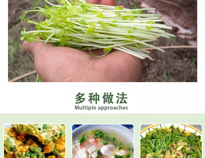 水培麻豌豆苗，大量上市，可视频看货，量大从优