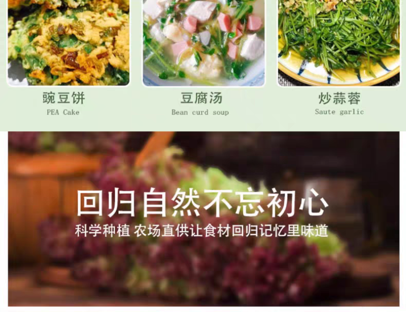 水培麻豌豆苗，大量上市，可视频看货，量大从优
