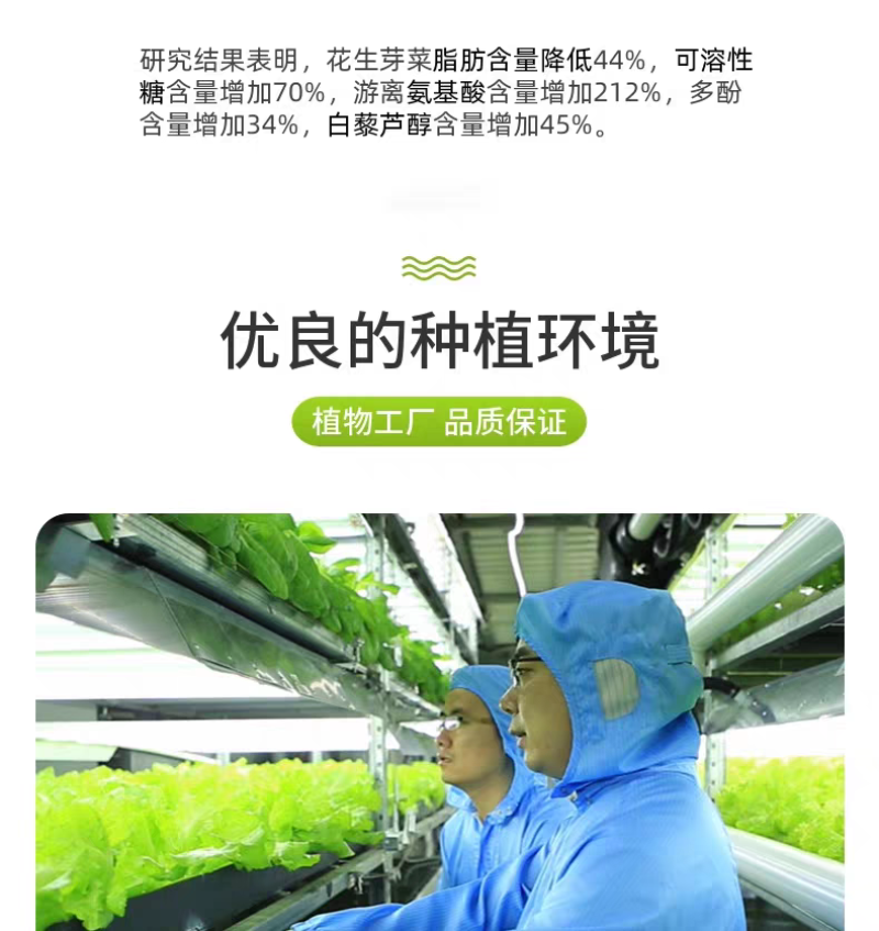 精品花生芽，大量上市，可视频看货，量大从优