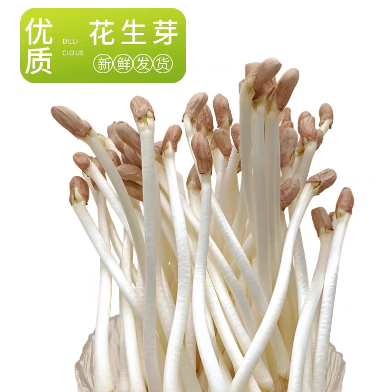 精品花生芽，大量上市，可视频看货，量大从优