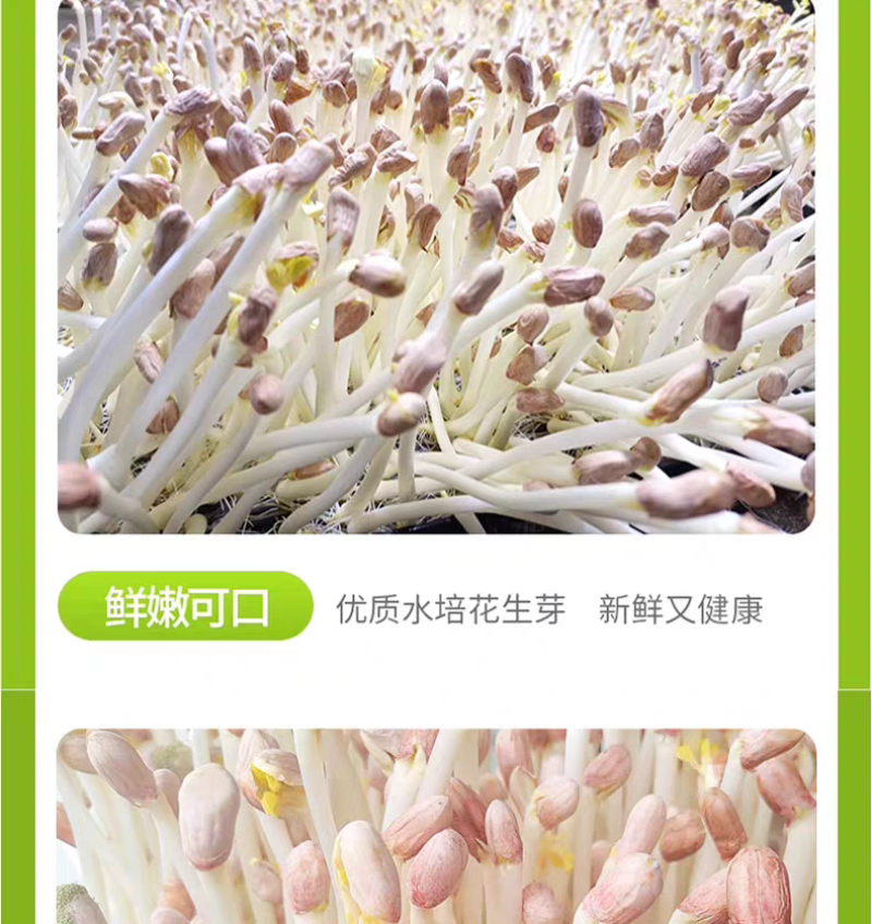 精品花生芽，大量上市，可视频看货，量大从优