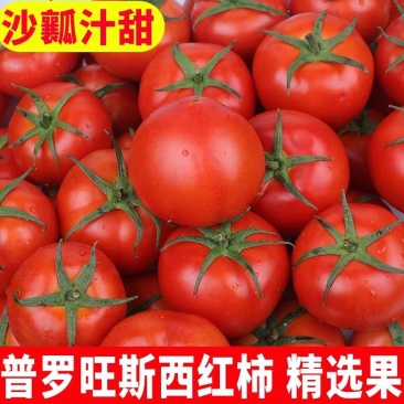 【河北西红柿】普罗旺斯/乐亭西红柿/大量有货/欢迎来电