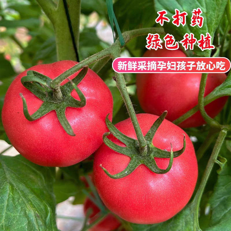 【河北西红柿】普罗旺斯/乐亭西红柿/大量有货/欢迎来电