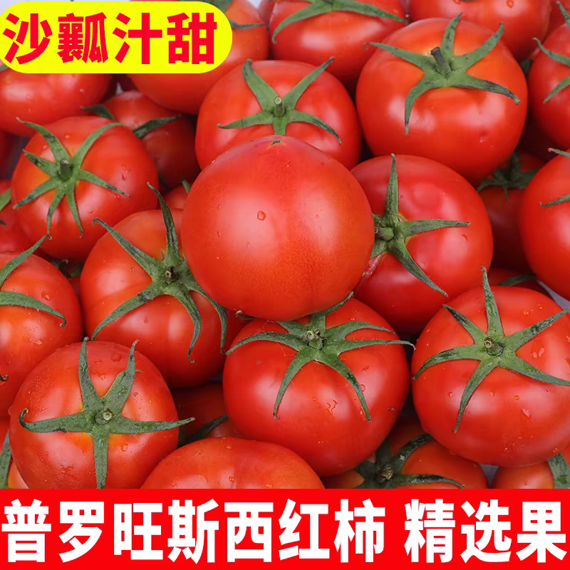 【河北西红柿】普罗旺斯/乐亭西红柿/大量有货/欢迎来电