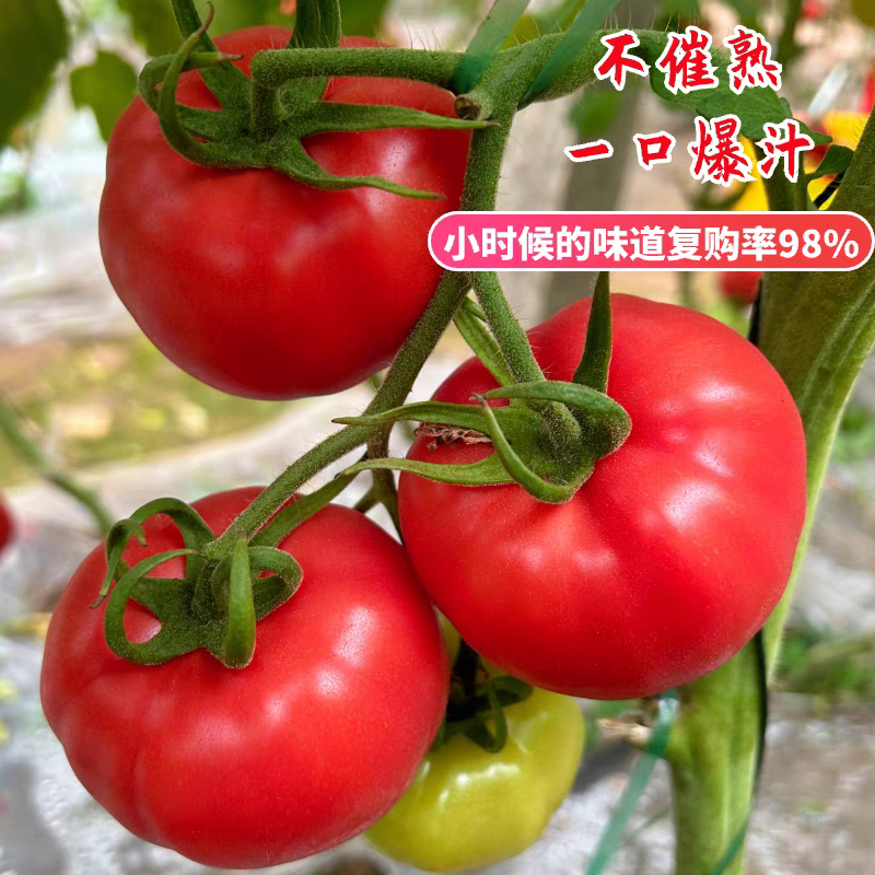 【河北西红柿】普罗旺斯/乐亭西红柿/大量有货/欢迎来电