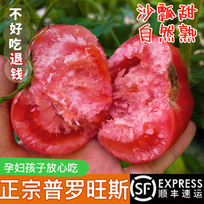 【河北西红柿】普罗旺斯/乐亭西红柿/大量有货/欢迎来电