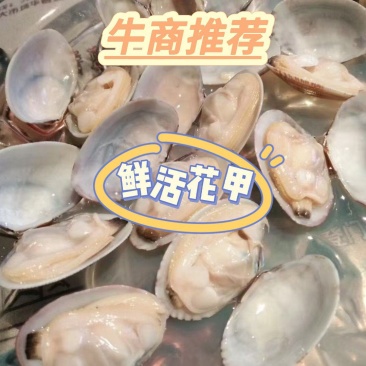 【推】蛤蜊花甲丹东海鲜鲜活先发全国档口市场商超品质保证