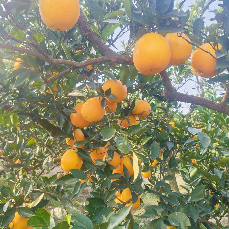《纽荷尔脐橙》湖北脐橙，现摘现发，基地直供，代发全国