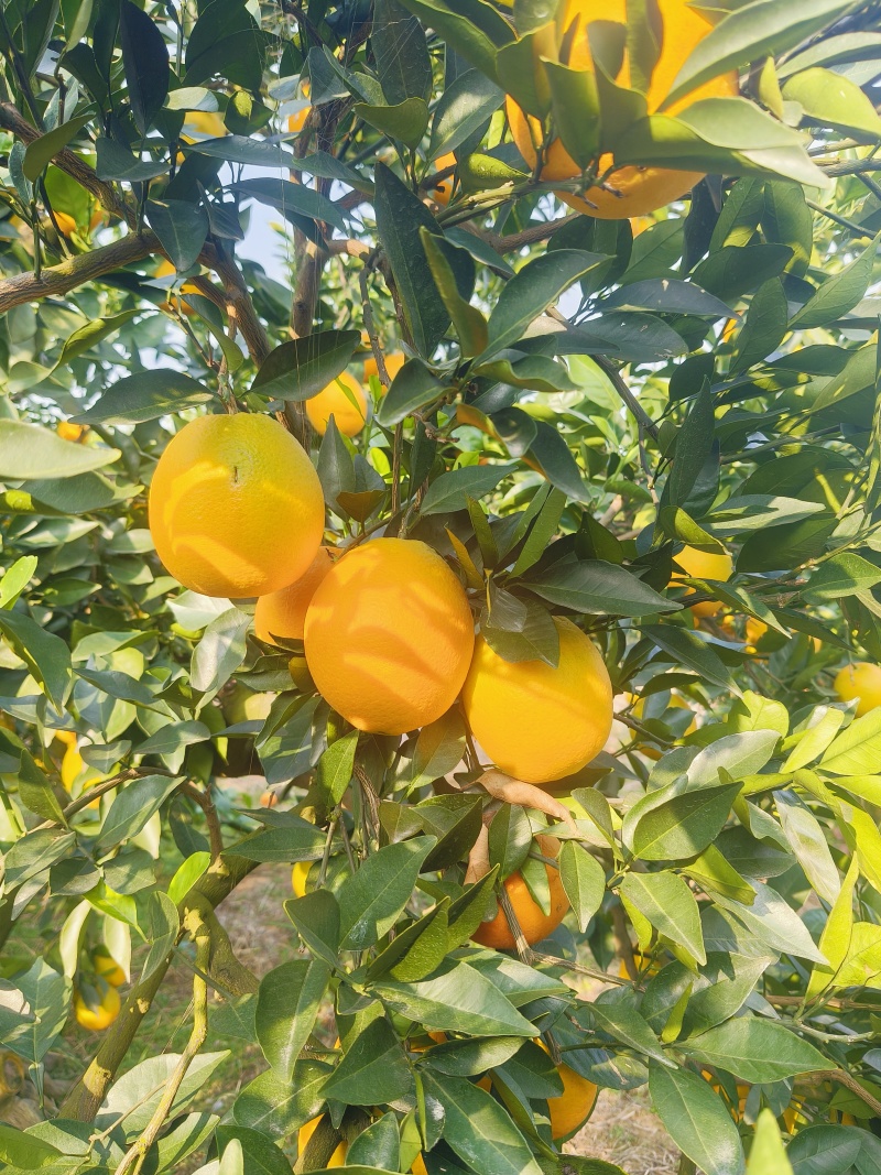 《纽荷尔脐橙》湖北脐橙，现摘现发，基地直供，代发全国