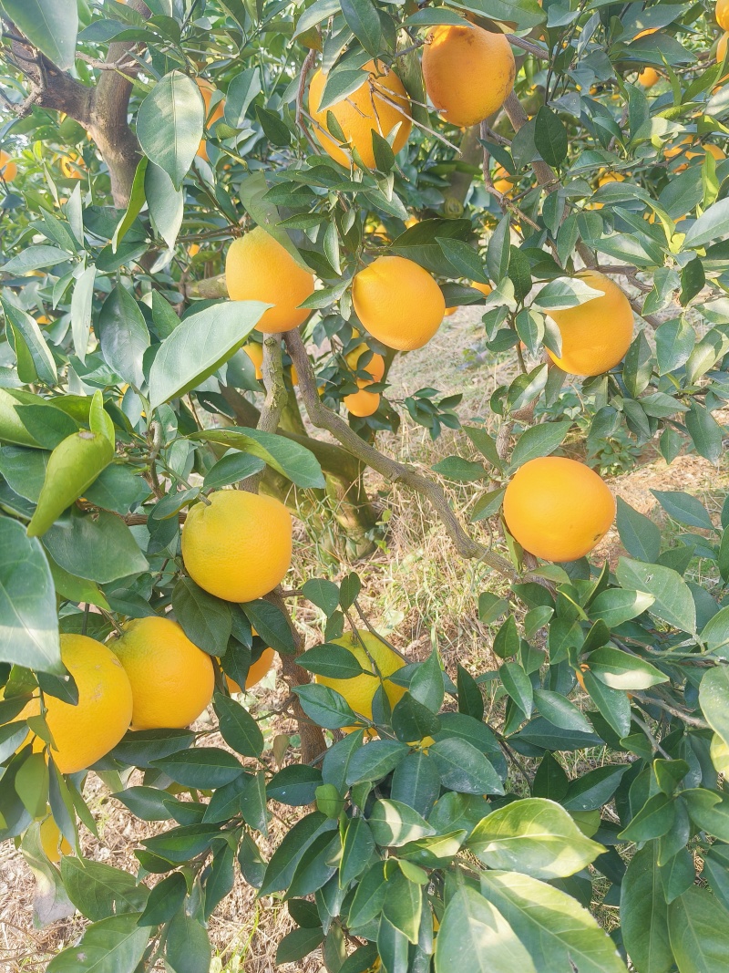 《纽荷尔脐橙》湖北脐橙，现摘现发，基地直供，代发全国
