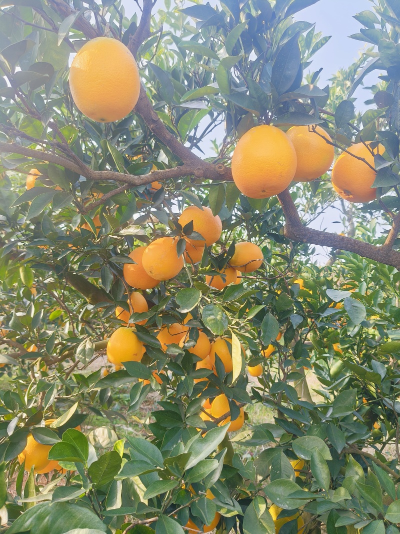 《纽荷尔脐橙》湖北脐橙，现摘现发，基地直供，代发全国