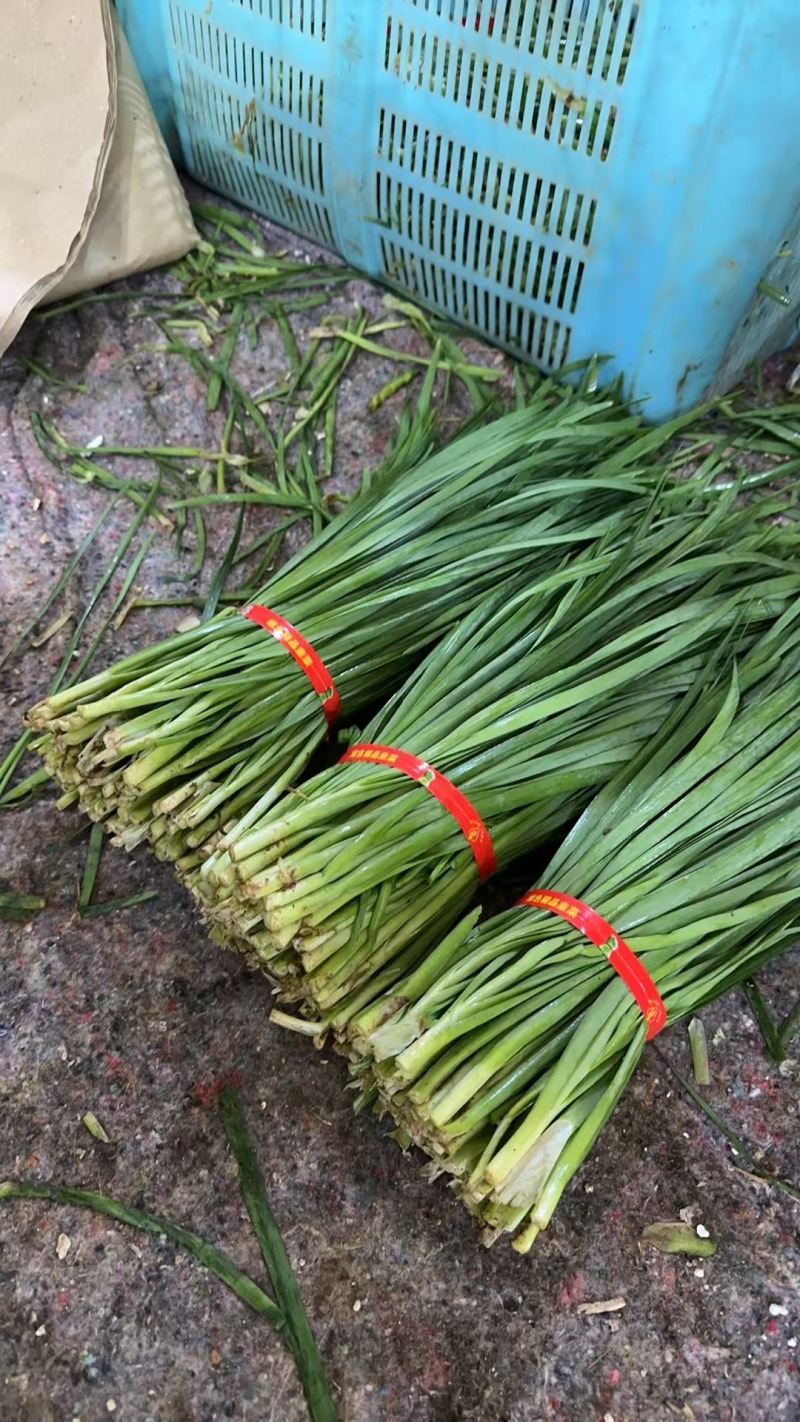 精品广东韭菜凌海精加工保质量包售后东西对得起价钱