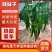辣妹子苗香辣早熟易管理四季可种辣椒苗穴盘辣椒苗