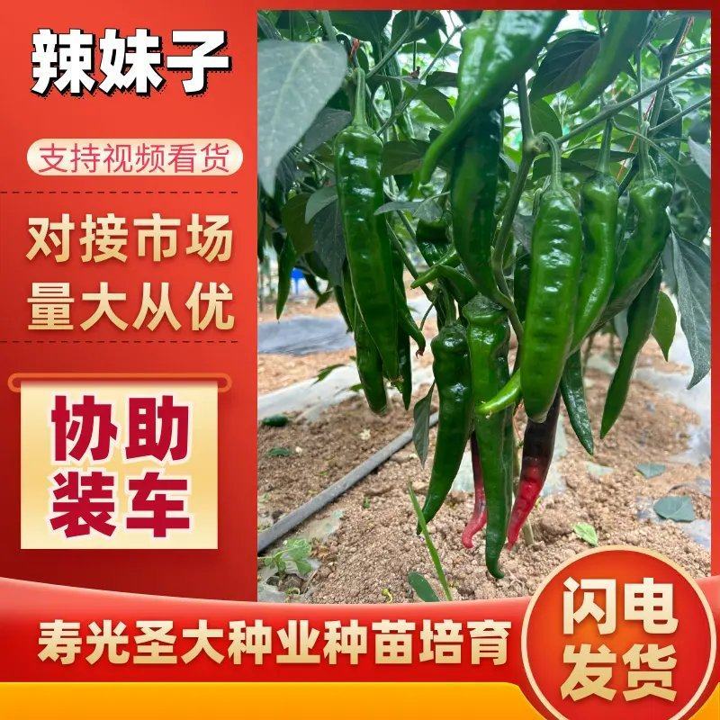 辣妹子苗香辣早熟易管理四季可种辣椒苗穴盘辣椒苗