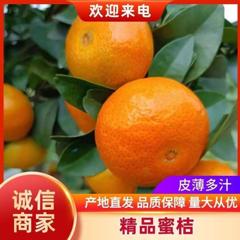 广西南丰蜜桔：沙糖橘大量上市：纯甜无渣电商市场水果店
