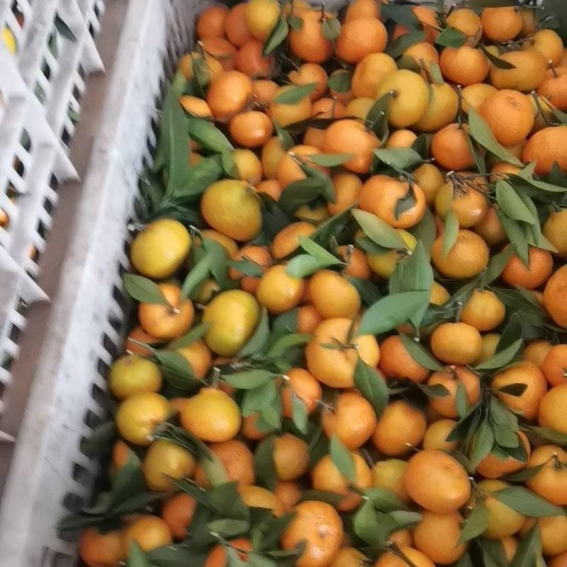 广西南丰蜜桔：沙糖橘大量上市：纯甜无渣电商市场水果店