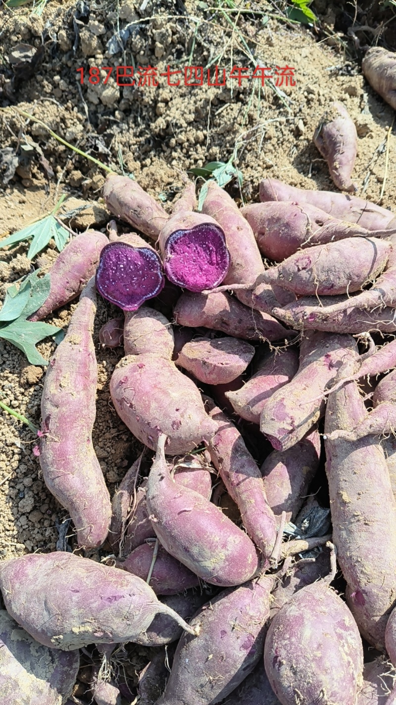 种植基地直销紫薯，价格便宜，量大来谈