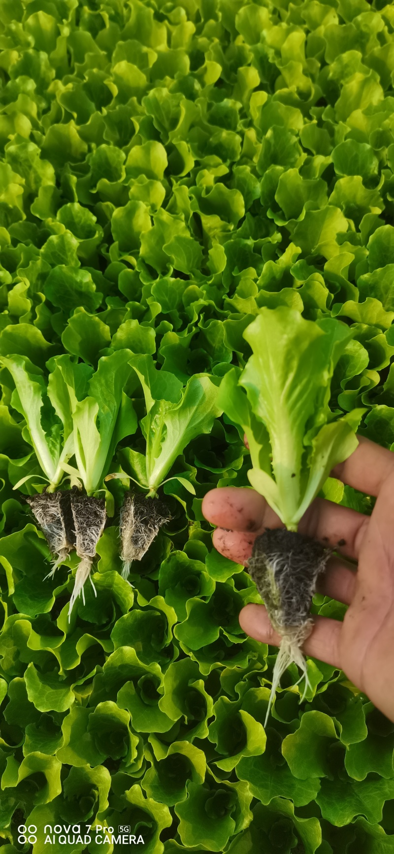 意大利生菜苗耐寒耐热带土球发货