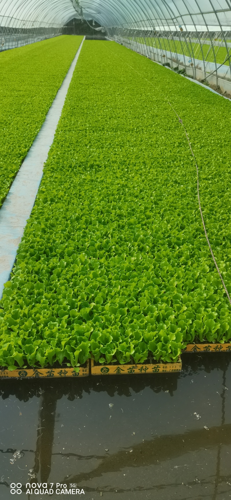 意大利生菜苗耐寒耐热带土球发货