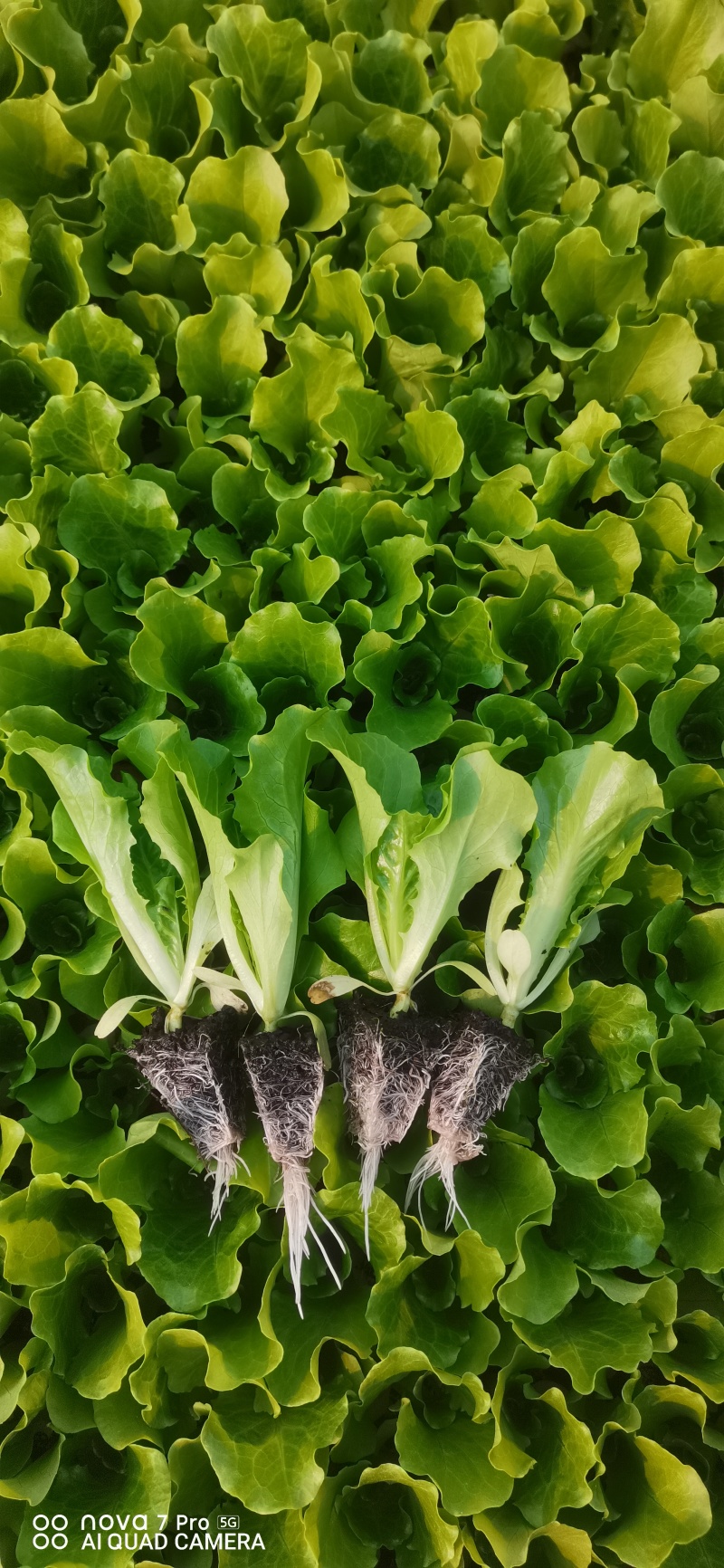 意大利生菜苗耐寒耐热带土球发货