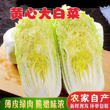 【山东白菜】黄心白菜/平度白菜/产地货源/供应市场电商