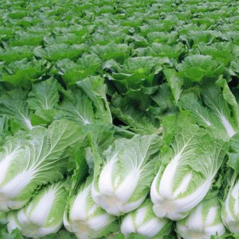 【山东白菜】黄心白菜/平度白菜/产地货源/供应市场电商