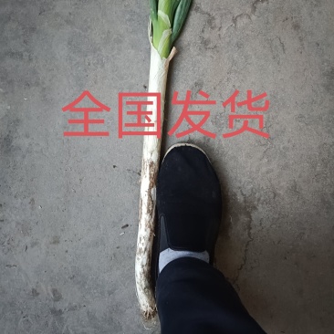 山东长白大葱，章丘大葱，纯白35到叉口55左右！产地直供