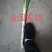 山东长白大葱，章丘大葱，纯白35到叉口55左右！产地直供