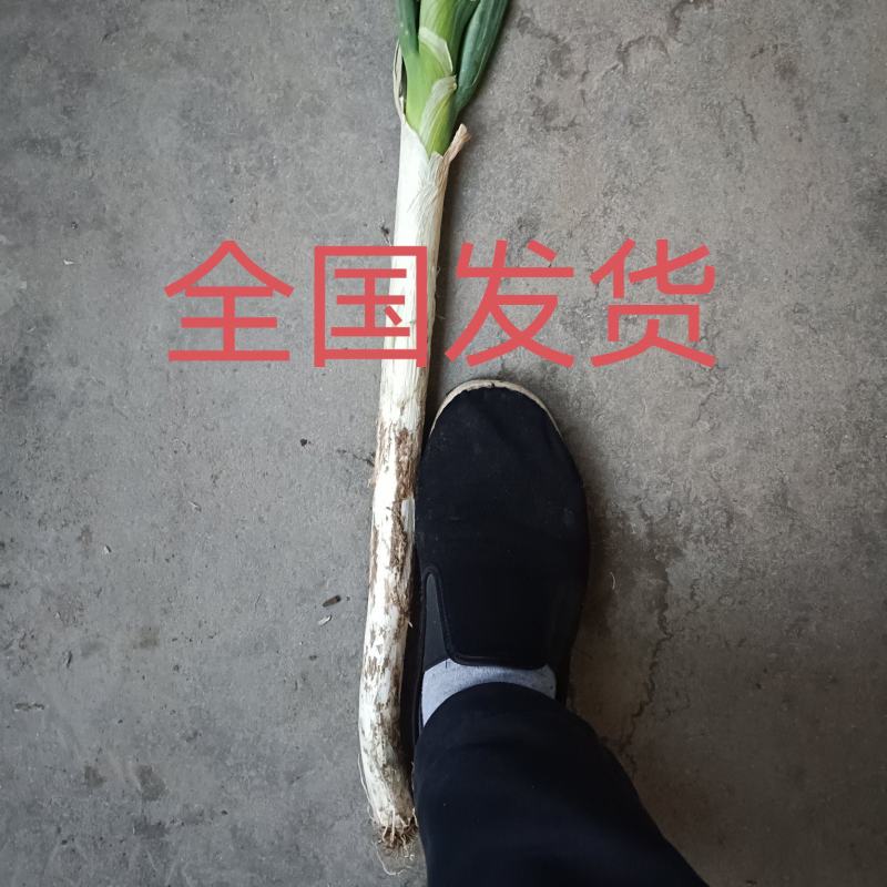 山东长白大葱，章丘大葱，纯白35到叉口55左右！产地直供