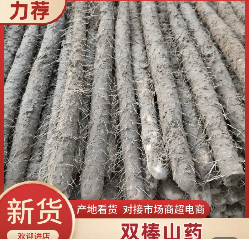 【实力】河南双棒山药大货质量好价位不高可视频看货