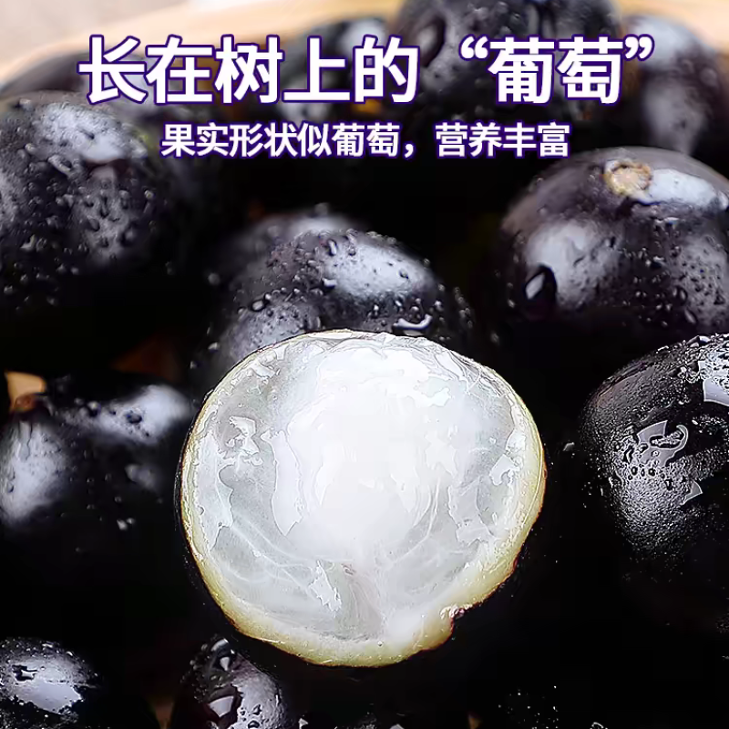 一件代发嘉宝果鲜果树葡萄高端品种新鲜水果孕妇现摘直发当季养颜