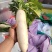 河北精品，大白萝卜暖棚种植现拔现卖，质量好，价格低