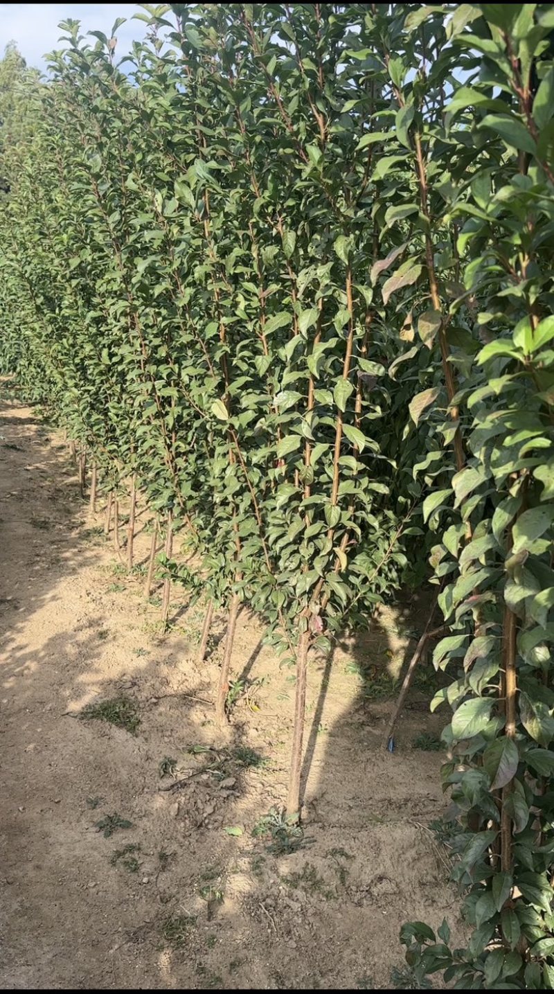 西梅兰蜜树苗脱骨离核自花授粉营养价值高耐寒品种