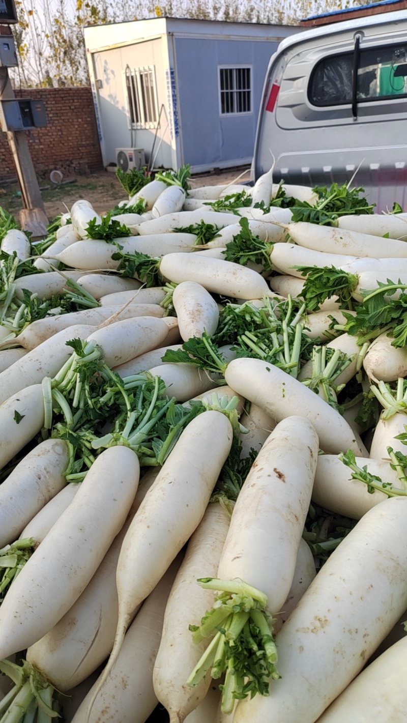 河北精品，大白萝卜暖棚种植现拔现卖，质量好，价格低
