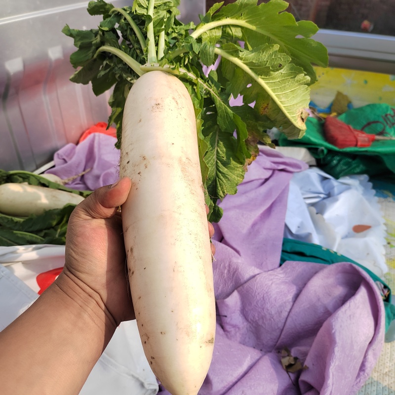 河北精品，大白萝卜暖棚种植现拔现卖，质量好，价格低
