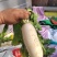 河北精品，大白萝卜暖棚种植现拔现卖，质量好，价格低