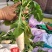 河北精品，大白萝卜暖棚种植现拔现卖，质量好，价格低