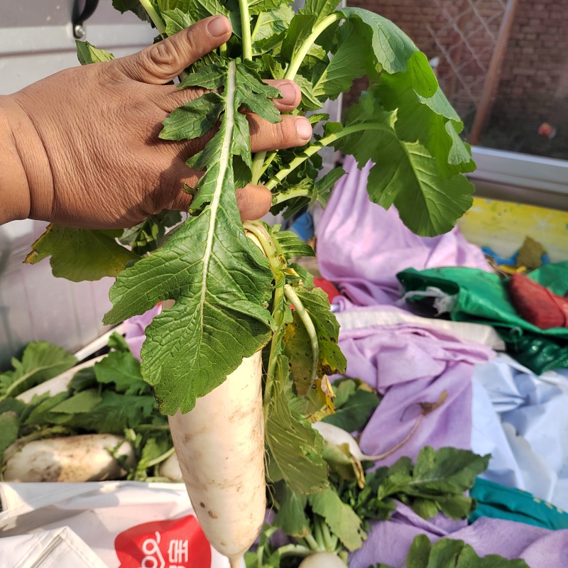 河北精品，大白萝卜暖棚种植现拔现卖，质量好，价格低
