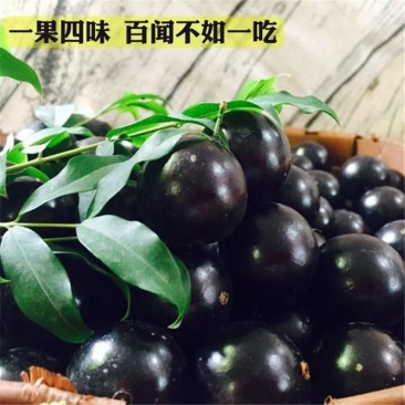 一件代沙巴嘉宝果现摘树葡萄鲜果嘉宝果新鲜水果孕妇稀有果园