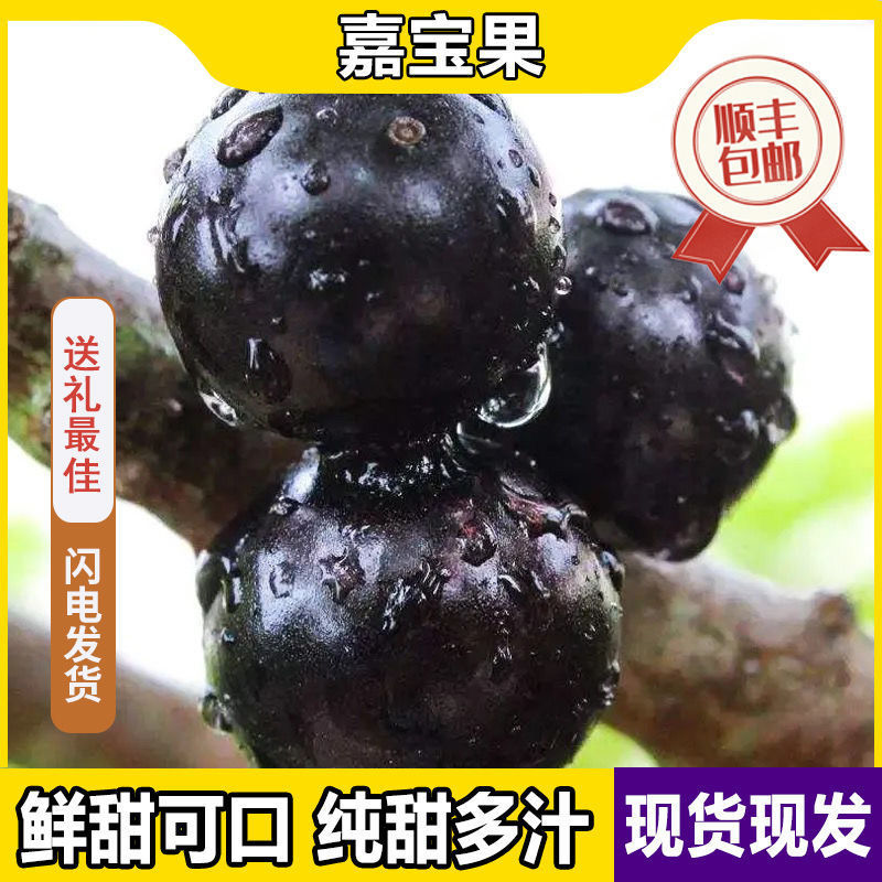 一件代沙巴嘉宝果现摘树葡萄鲜果嘉宝果新鲜水果孕妇稀有果园