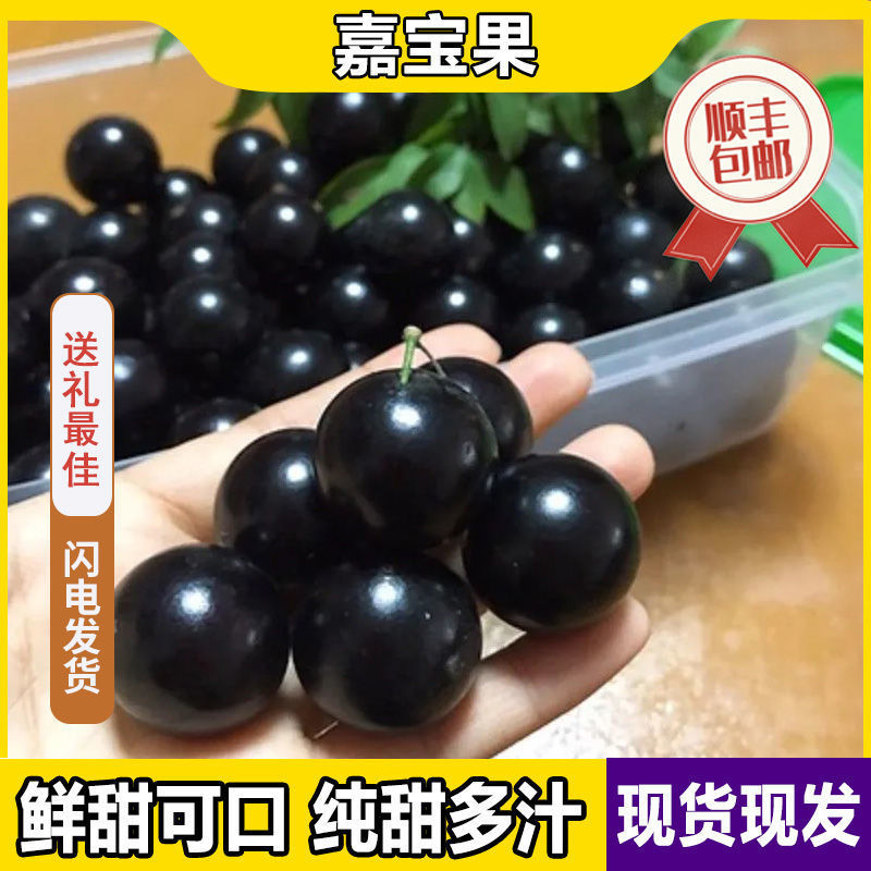 一件代沙巴嘉宝果现摘树葡萄鲜果嘉宝果新鲜水果孕妇稀有果园