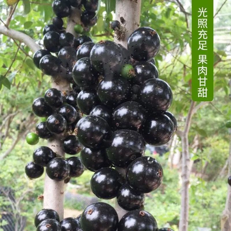 一件代沙巴嘉宝果现摘树葡萄鲜果嘉宝果新鲜水果孕妇稀有果园