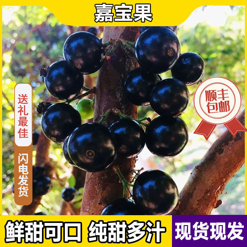 一件代沙巴嘉宝果现摘树葡萄鲜果嘉宝果新鲜水果孕妇稀有果园