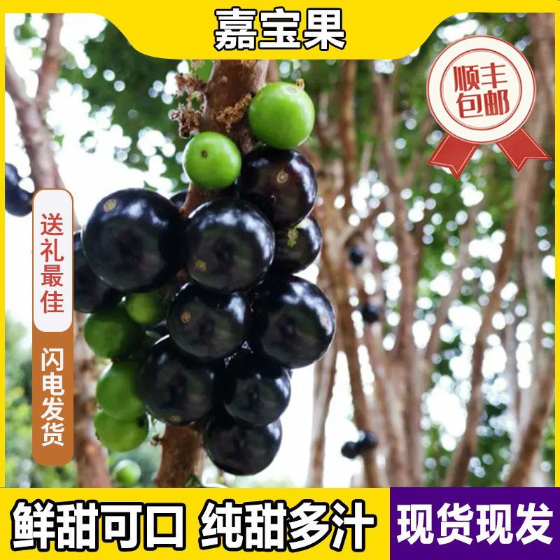 一件代沙巴嘉宝果现摘树葡萄鲜果嘉宝果新鲜水果孕妇稀有果园