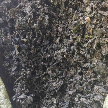 地皮菜过筛货干净一斤泡十斤地达菜地软雷公菌