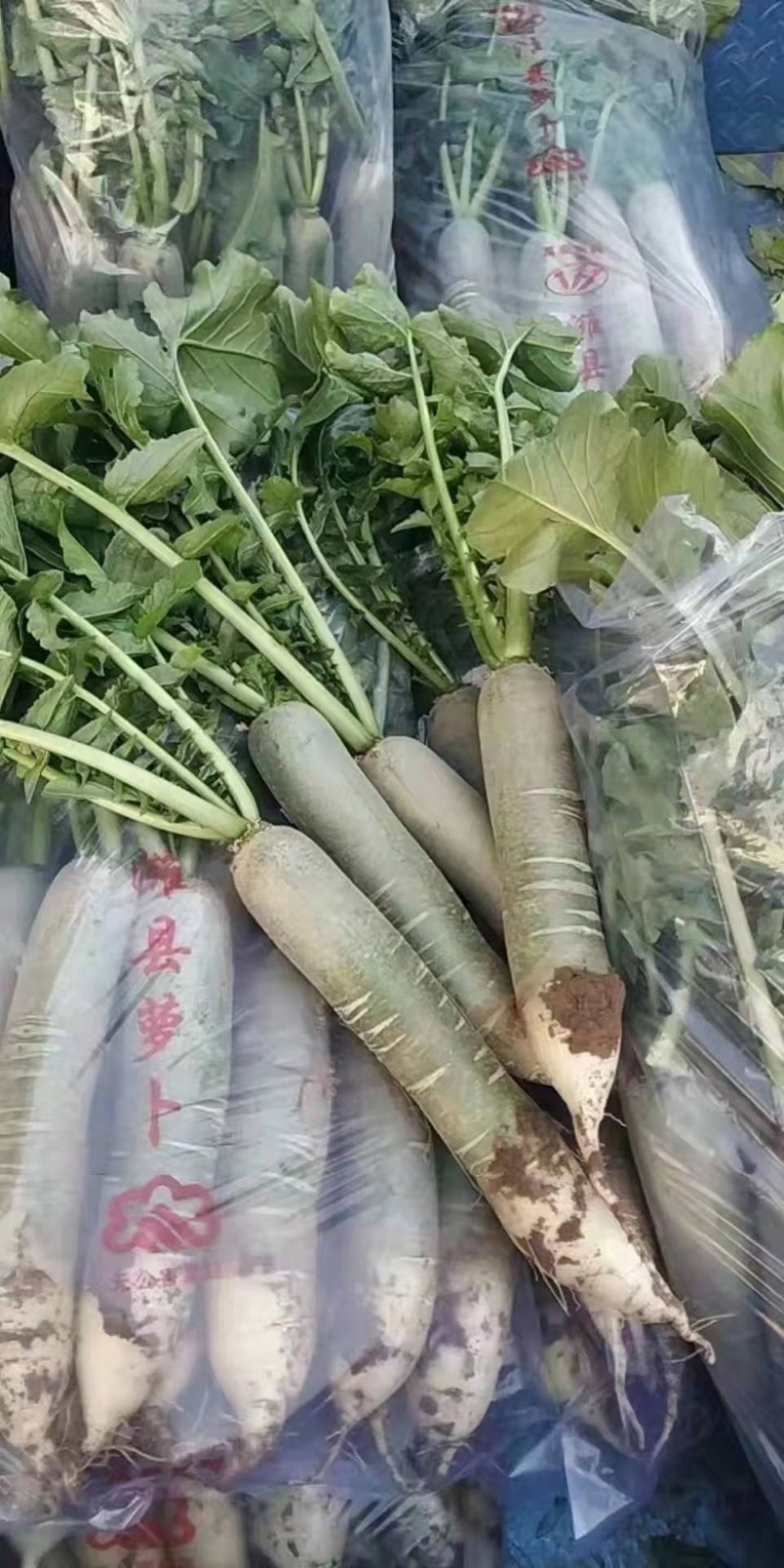 潍县萝卜，水果萝卜，青萝卜，潍坊青萝卜，大量供应。