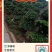 福建榕树产地直发全国发货大量有货